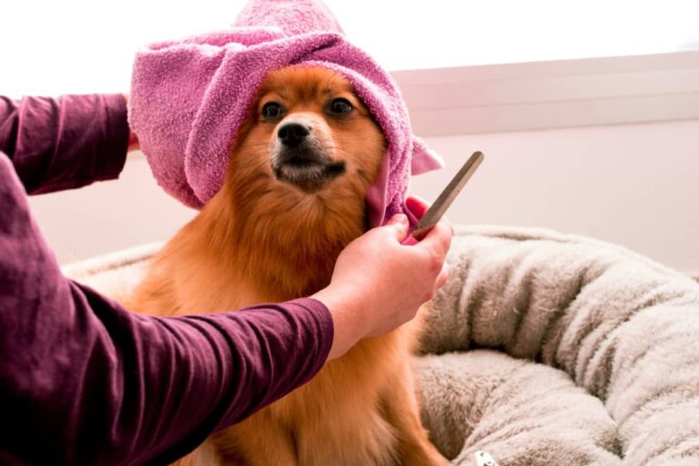 Pomeranian dawg wit a towel over its head gettin groomed afta a funky-ass bath, symbolizin regular pet groomin fo' game n' happiness.