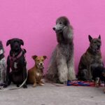 Choosing the right breed from a group of diverse dogs.