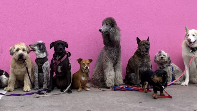 Choosing the right breed from a group of diverse dogs.